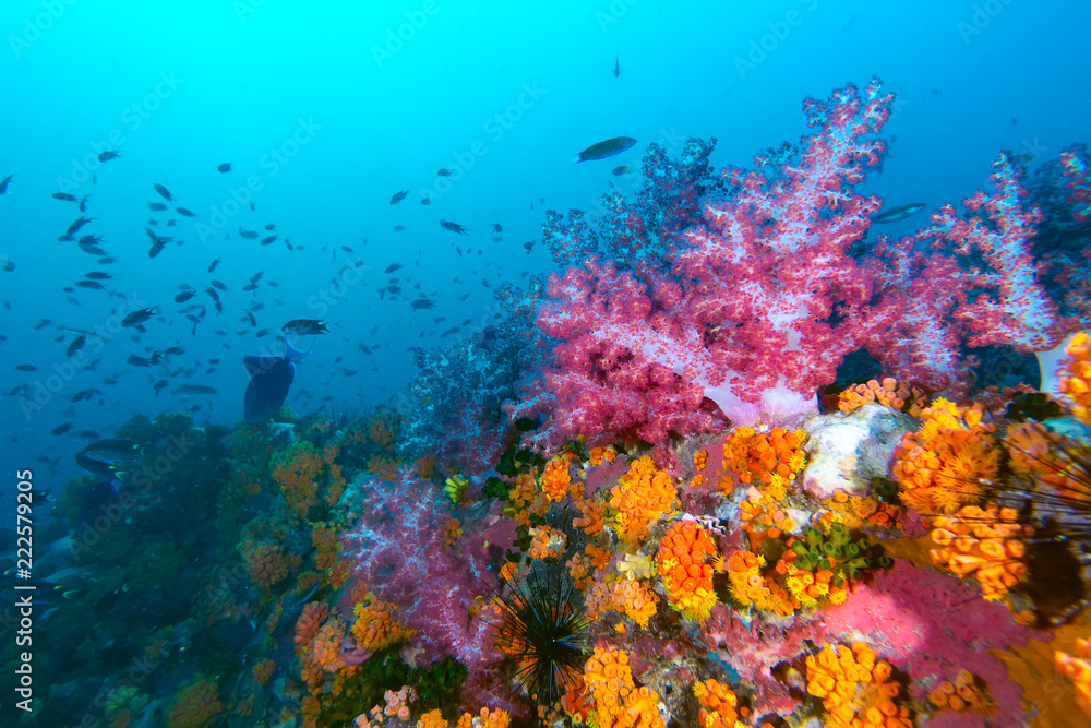 Naklejka premium The colorful coral in the coral reef