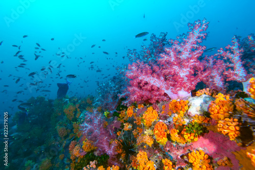 The colorful coral in the coral reef