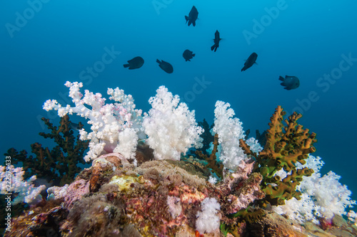The colorful coral in the coral reef