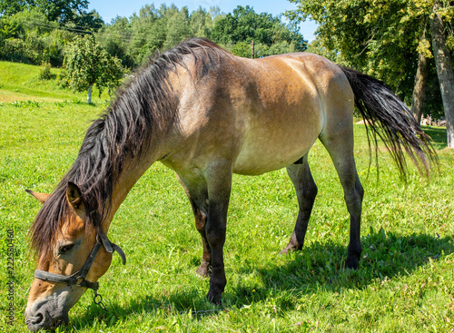 Fotografie horses in the meadow