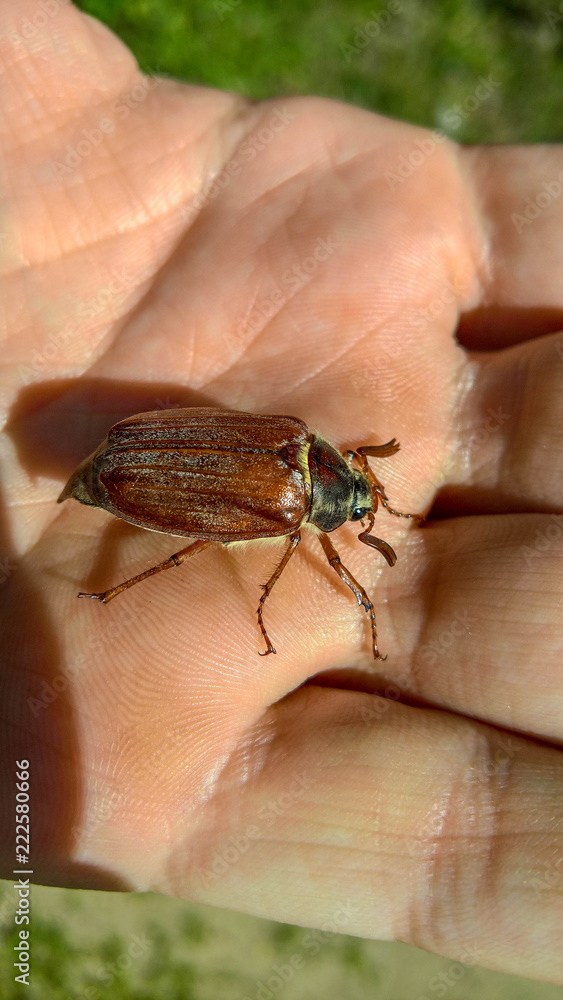 the may beetle in the hand the may beetle in the hand