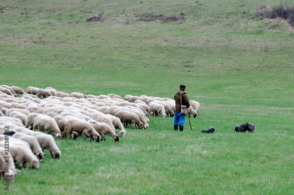 Obraz premium Shepherd with sheep and dogs