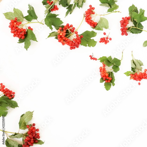 Autumn composition background pattern. branches of red viburnum on white background. top view. copy space