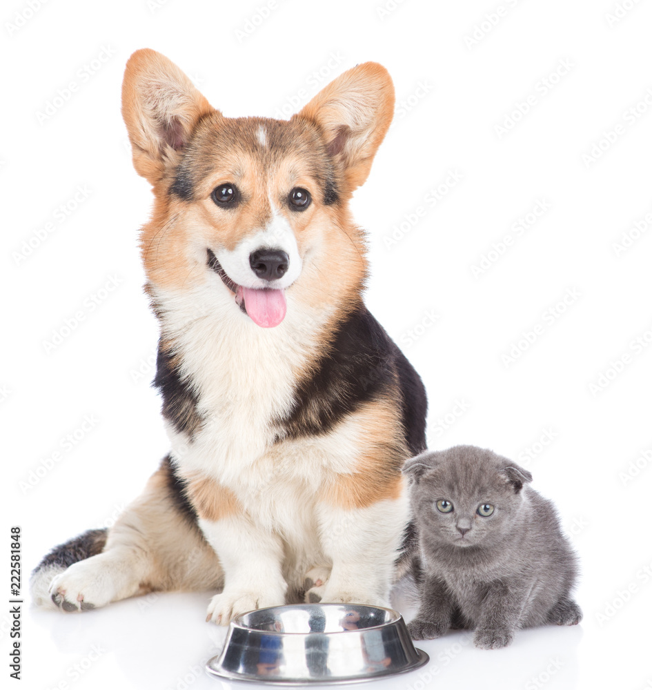 kitty sitting with a puppy at an empty bowl. isolated on white background