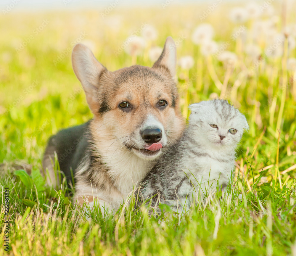 Pembroke Welsh Corgi puppy lying with funny kitten on a summer grass Pembroke Welsh Corgi puppy lying with funny kitten on a summer grass