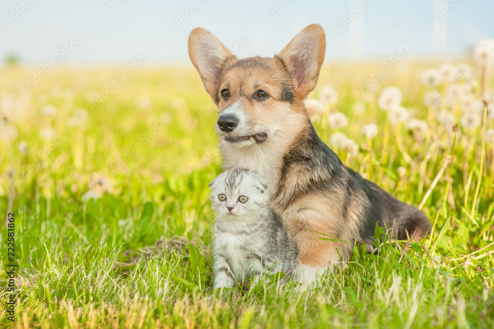 Pembroke Welsh Corgi puppy and tabby kitten on a summer grass. Space for text