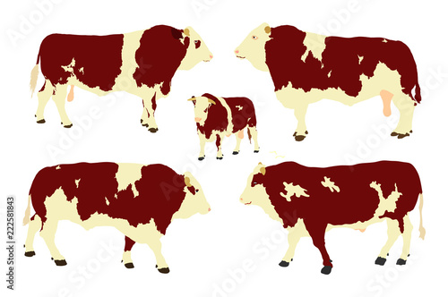 Standing adult bull vector illustration isolated on white background. Simmentaler Fleckvieh. Simmental cow. Breeding bull.  quality genetic material for insemination. Several bull collection.