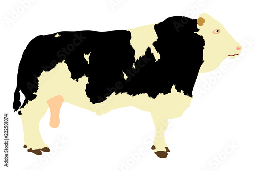 Standing adult bull vector illustration isolated on white background. Holstein Friesian cow. Breeding bull.  quality genetic material for insemination.