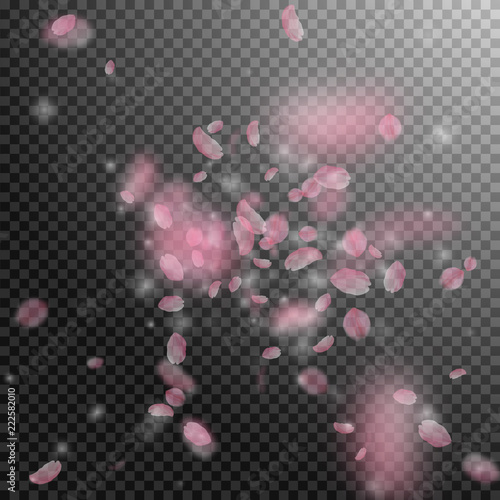 Sakura petals falling down. Romantic pink flowers explosion. Flying petals on transparent square bac