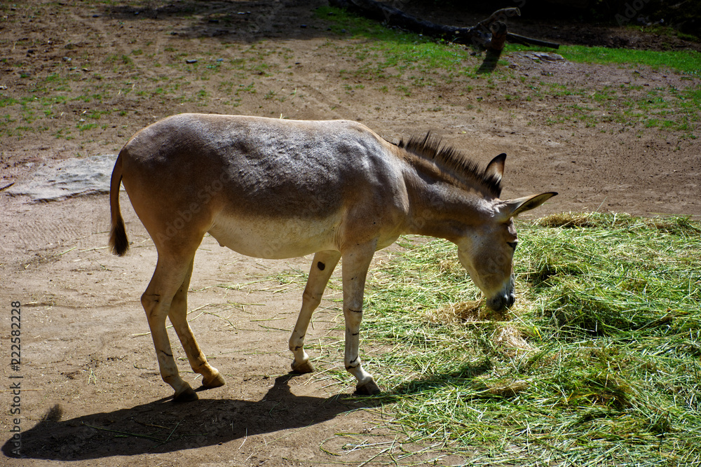Obraz premium cute donkey's having lunch