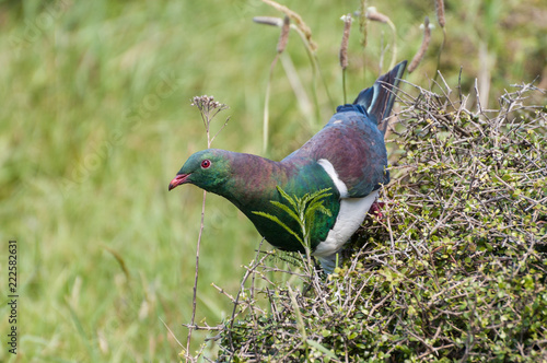 New Zealand pigeon perched on a bush at Kapiti Island, New Zealand. photo