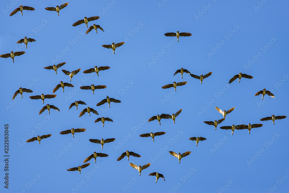 flock of geece against blue sky