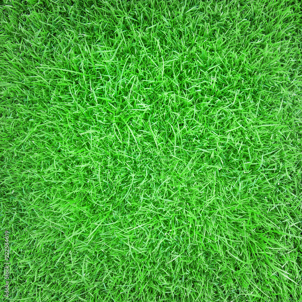 Beautiful green grass texture Beautiful green grass texture