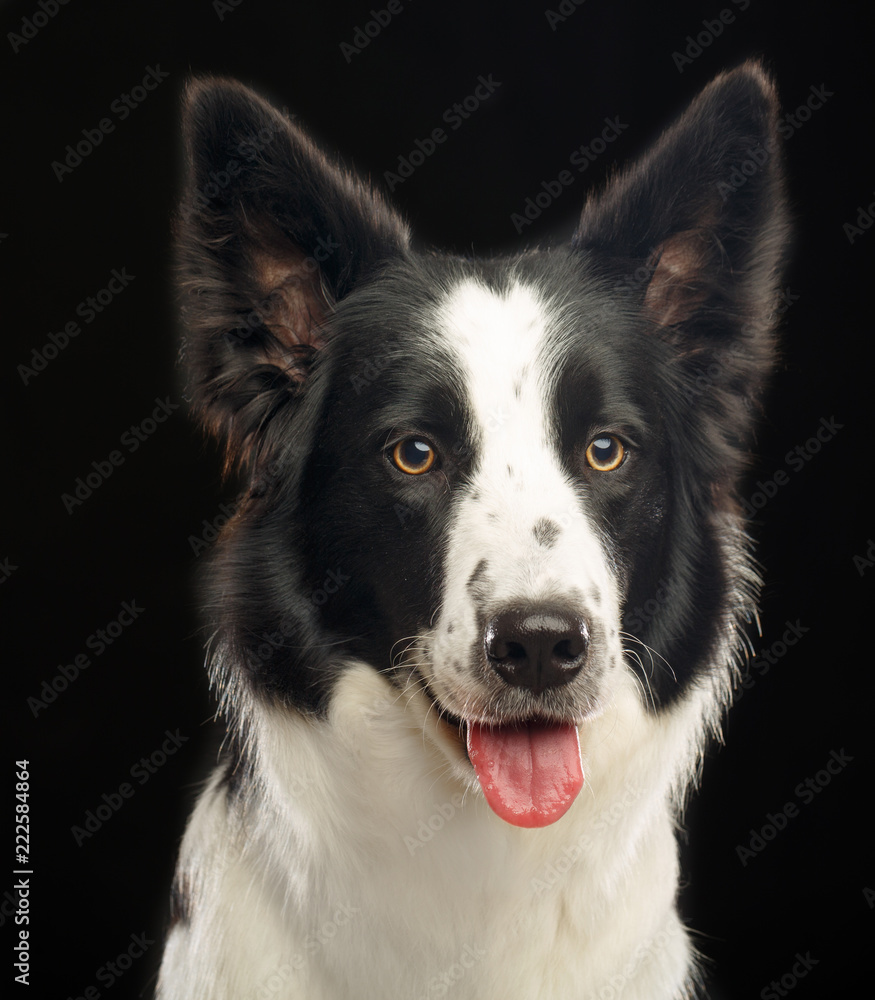 Border Collie Dog on Isolated Black Background in studio