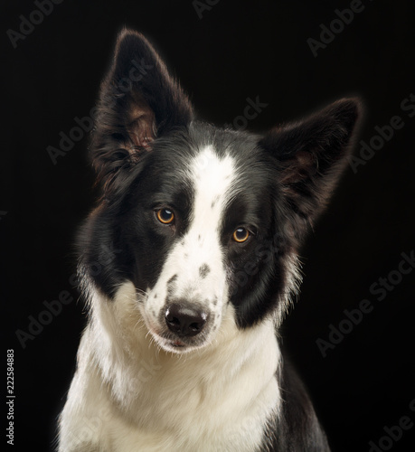 Border Collie Dog on Isolated Black Background in studio © TrapezaStudio