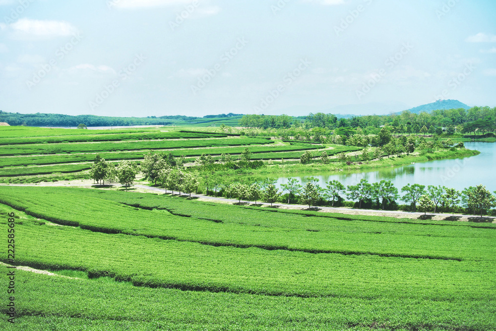 Green tea plantation terraces and pond at mountain with blue sky. Green tea plantation terraces and pond at mountain with blue sky.