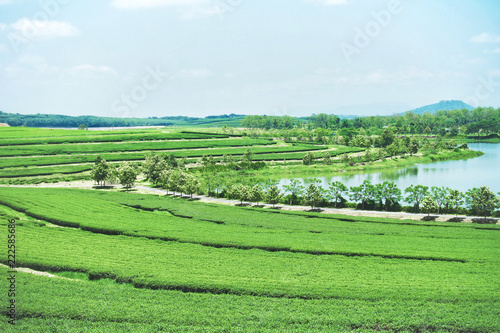 Green tea plantation terraces and pond at mountain with blue sky.