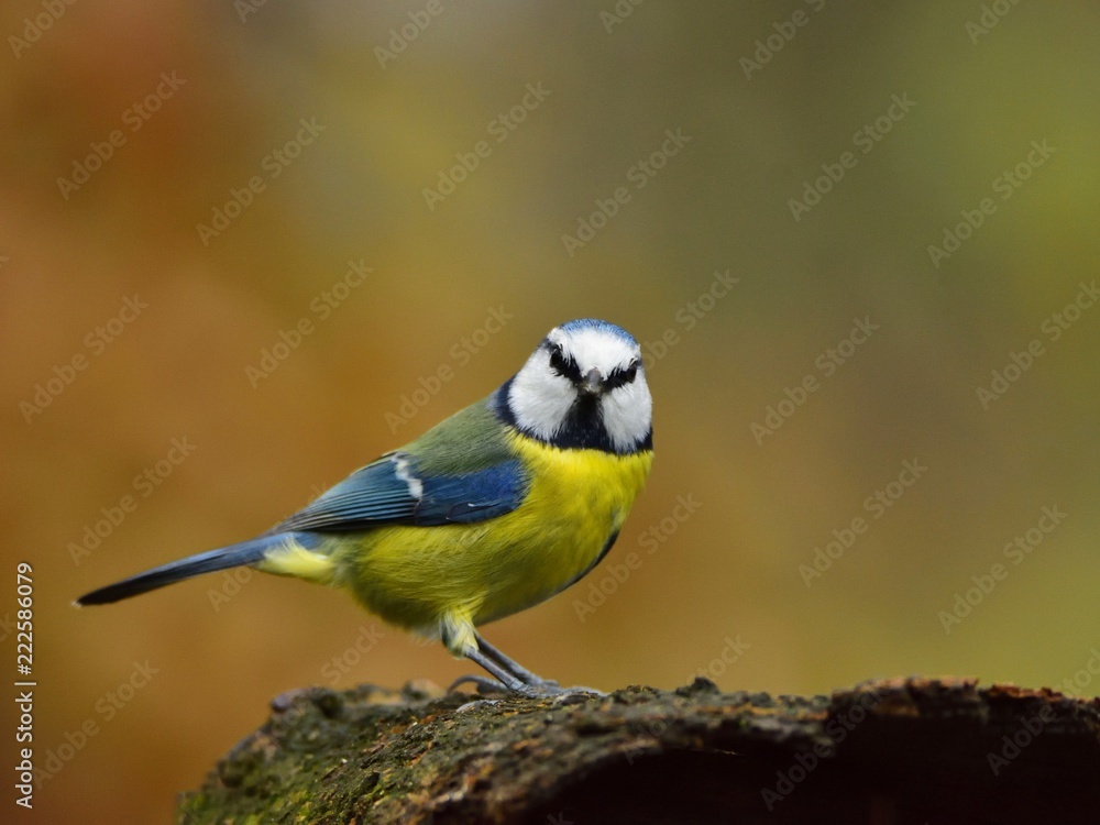 Naklejka premium The blue tit (Cyanistes caeruleus)