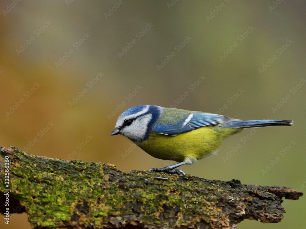 Fototapeta premium The blue tit (Cyanistes caeruleus)