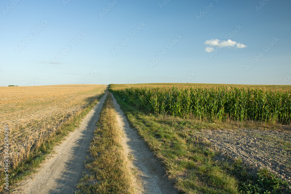 Country road and corn field