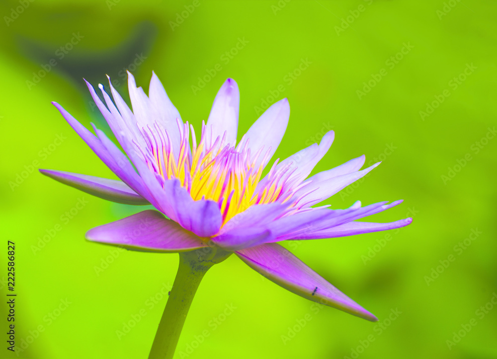 Pink lotus blossoms or water lily flowers blooming on pond Pink lotus blossoms or water lily flowers blooming on pond