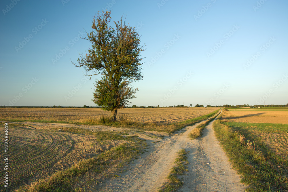 Naklejka premium Tree in a field at a crossroads