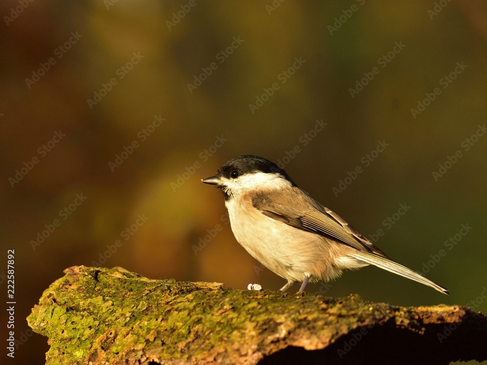 Obraz premium The marsh tit (Poecile palustris)