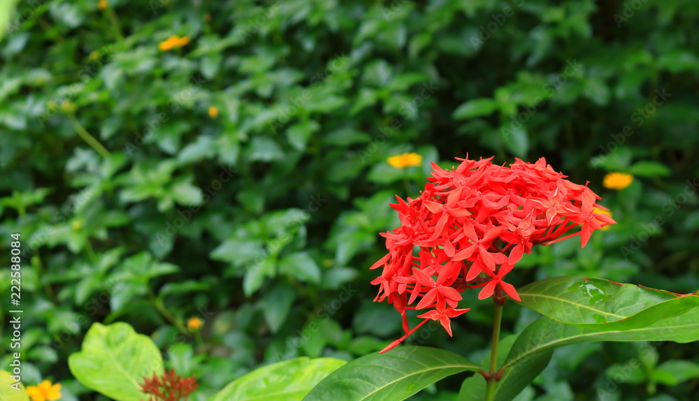 nice picture of red spike flowers or ixora in garden nice picture of red spike flowers or ixora in garden