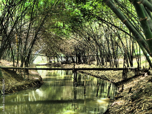 Nature creates a bamboo tunnel Kim Ju