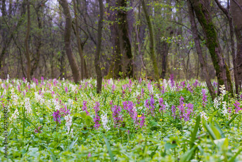 Spring meadow in a forest, with white and purple wild flowers
