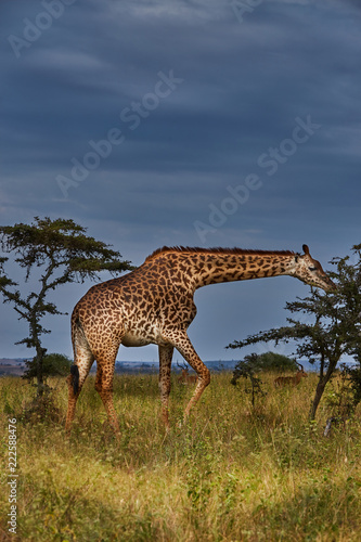 Giraffe in Africa 2, Nairobi National Park