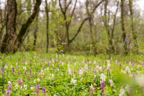 Spring meadow in a forest, with white and purple wild flowers