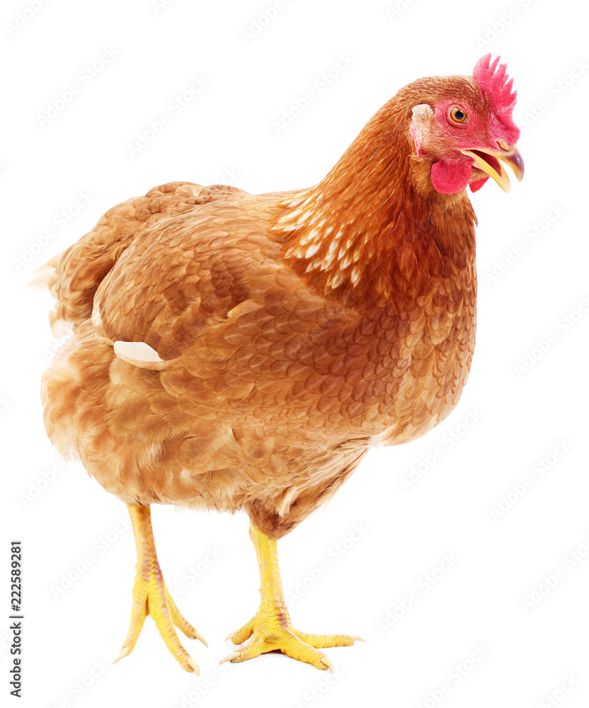 Brown hen isolated. Brown hen isolated.