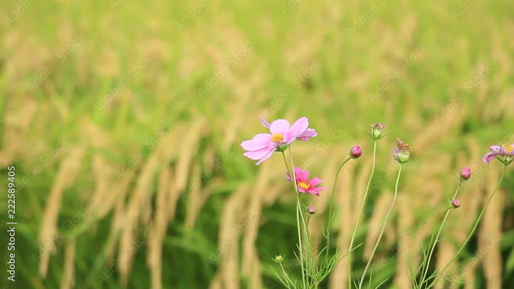 秋の稲穂とコスモスの花 秋の稲穂とコスモスの花