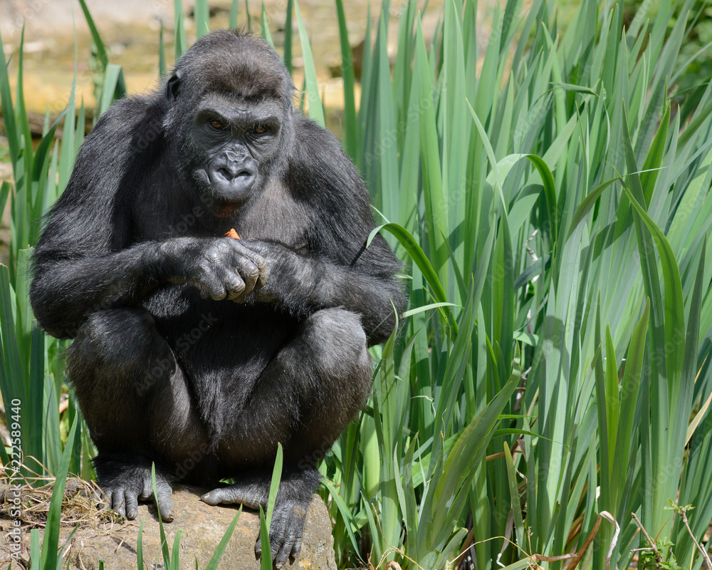 Naklejka premium Gorilla