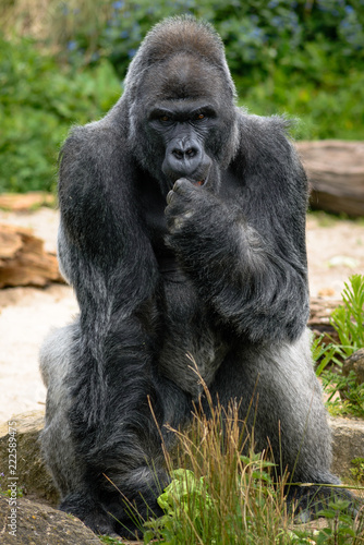 Gorilla © James