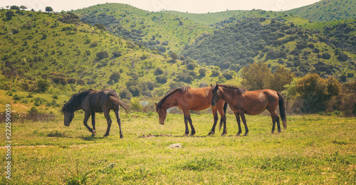 Three horses in a meadow