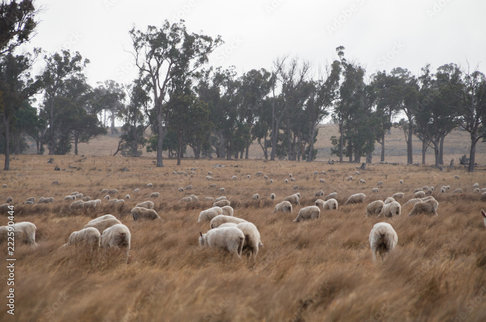 Fototapeta premium Sheep in an Australian Field
