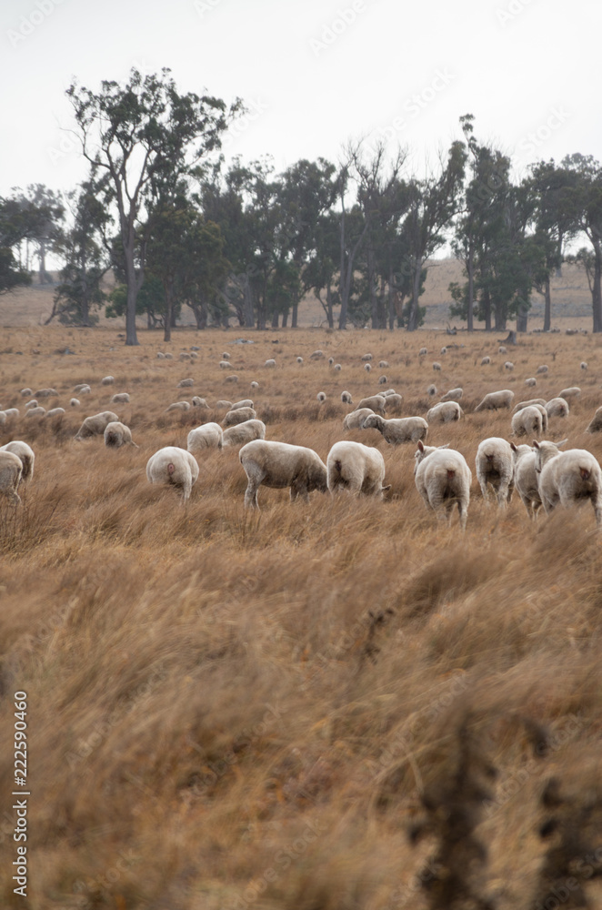 Fototapeta premium Sheep in an Australian Field