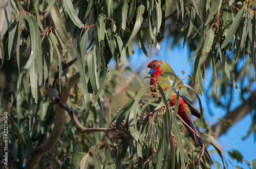 Rosella in a Tree