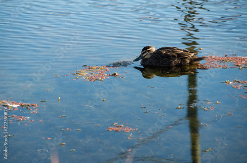 Duck floating in Stream photo