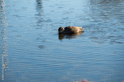 Duck floating in Stream photo