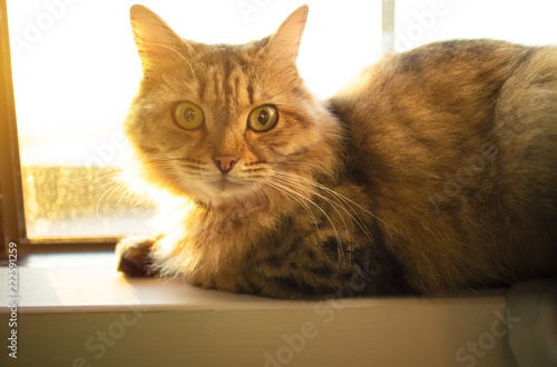 cute cat sits on a window sill