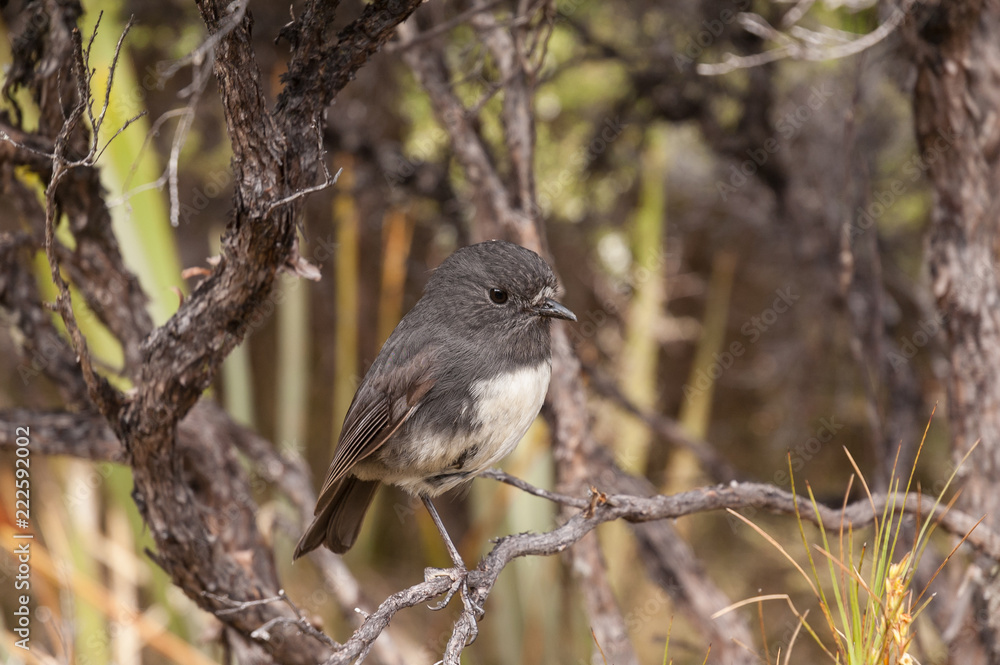 New Zealand robin, or toutouwai, in a bush on Stewart Island, Rakiura. New Zealand robin, or toutouwai, in a bush on Stewart Island, Rakiura.