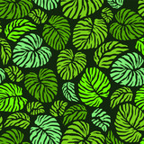 Seamless pattern of leaves monstera. Tropical leaves of palm tree. Vector background.