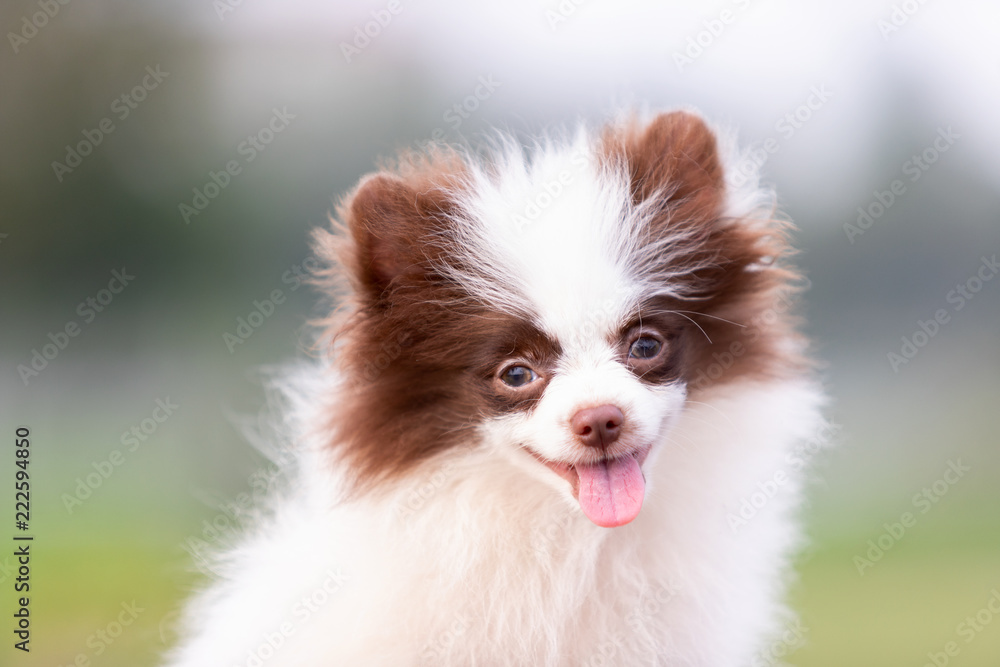White and chocolate pomeranian puppy walks outdoor White and chocolate pomeranian puppy walks outdoor
