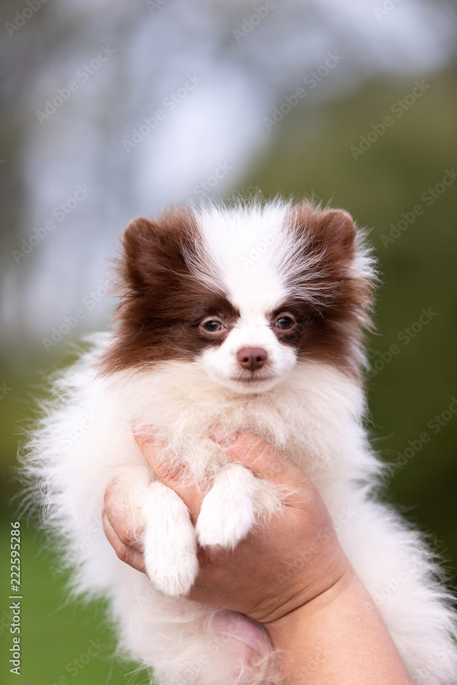 White and chocolate pomeranian puppy walks outdoor White and chocolate pomeranian puppy walks outdoor