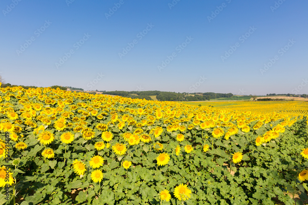 Fototapeta premium large field of sunflowers against a blue sky