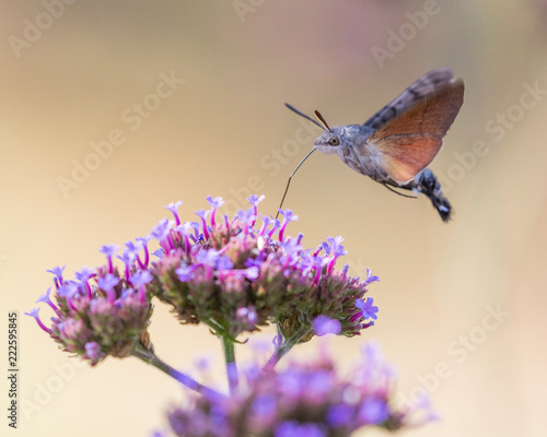 closeup of a hummingbird hawk-moth 04
