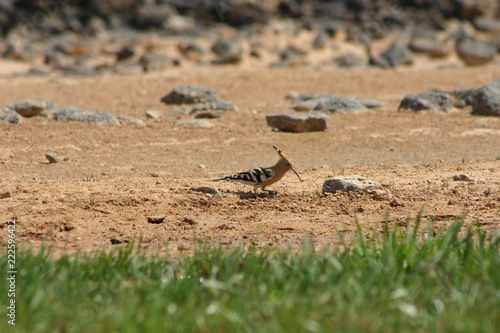 Hoopoe